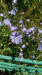 Cichorium intybus