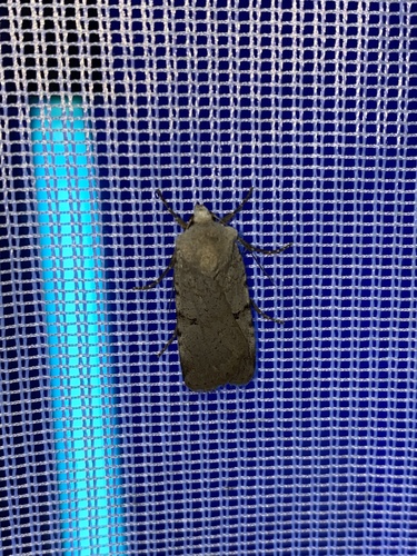 Chersotis margaritacea margaritacea