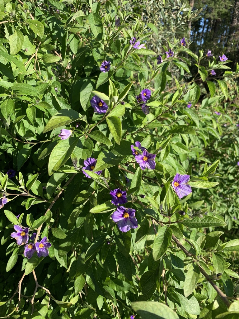 Lycianthes rantonnetii, Eden Forest, Stellenbosch, WC, ZA