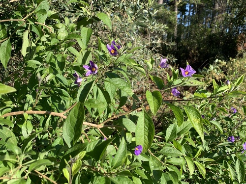 Lycianthes rantonnetii