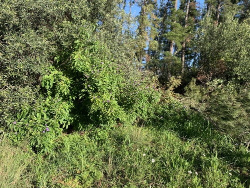 Lycianthes rantonnetii