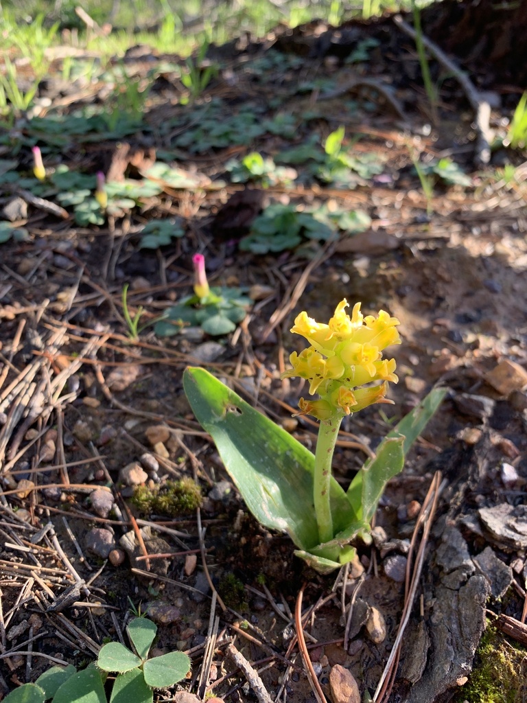 Lachenalia lutea, Eden Forest, Stellenbosch, WC, ZA