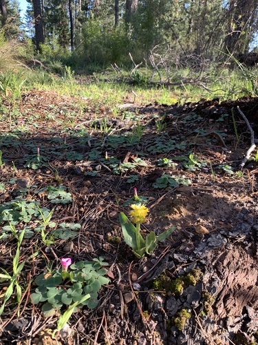 Lachenalia lutea