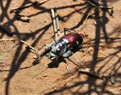 Cicindela pulchra