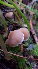 Tympanella galanthina