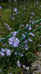Cichorium intybus