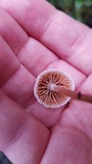 Tympanella galanthina