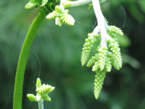 Image of Actaea dahurica by (c) Repina Tatyana, some rights reserved (CC BY)