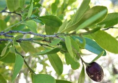 Mystroxylon aethiopicum image