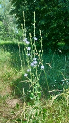 Cichorium intybus