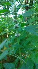 Leonurus quinquelobatus