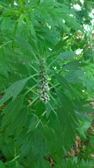 Leonurus quinquelobatus