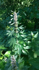 Leonurus quinquelobatus