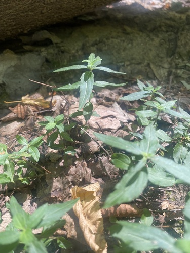 Image of Veronica umbrosa by (c) Илья Руденко, some rights reserved (CC BY)
