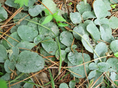 Chrysosplenium pilosum