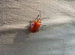 Lilioceris formosana