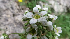 Saxifraga hostii