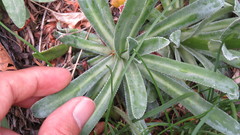 Saxifraga hostii