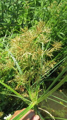 Cyperus longus