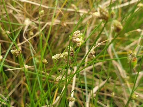 Image of Isolepis setacea by (c) Clément Maouche, some rights reserved (CC BY)