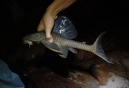 Armored catfish (Hypostomus watwata) — Loricariidae