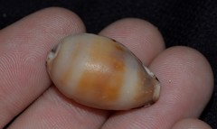 Erronea