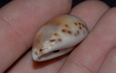 Erronea