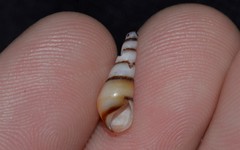 Thiaridae