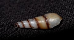 Thiaridae