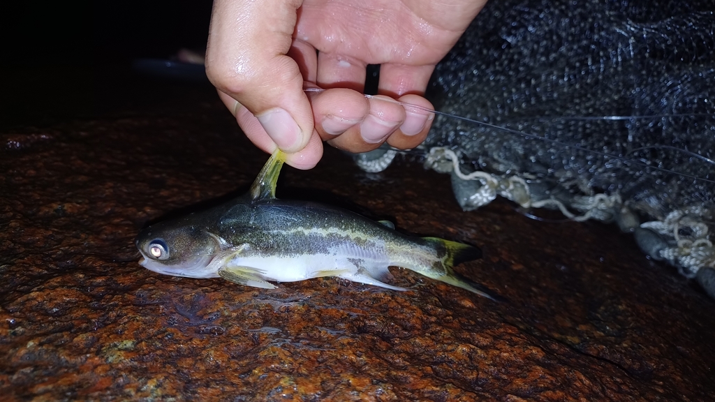 Cocosoda catfish (Pseudauchenipterus nodosus) — Auchenipteridae