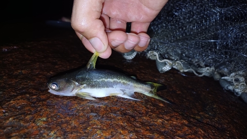 Cocosoda catfish (Pseudauchenipterus nodosus) — Auchenipteridae
