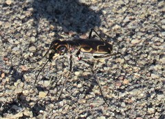 Cicindela tenuisignata
