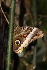 Caligo atreus