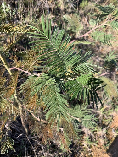 Acacia mearnsii