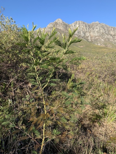 Acacia mearnsii