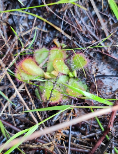 Image of Peninsula Sundew (Drosera cuneifolia) by (c) Andreas Schneider, some rights reserved (CC BY)