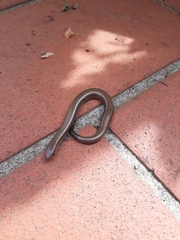Chalcides chalcides