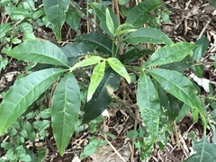 Melicope semecarpifolia