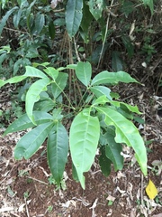 Melicope semecarpifolia