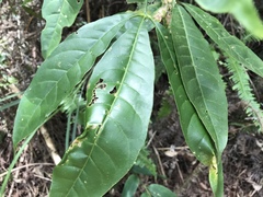 Melicope semecarpifolia