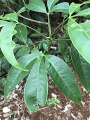 Melicope semecarpifolia
