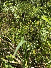Carex atrata