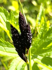 Carex atrata