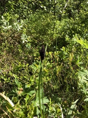 Carex atrata