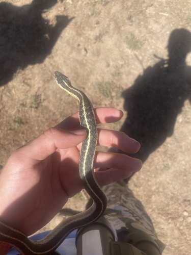 iNaturalist observation photo of Mountain Garter Snake
