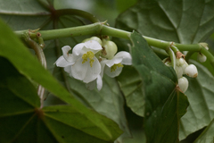 Begonia longifolia