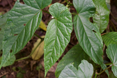 Begonia longifolia