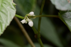 Begonia longifolia