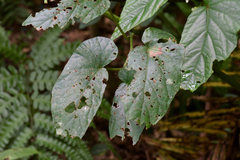Begonia longifolia