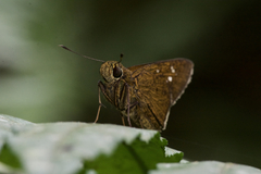 Caltoris cahira austeni